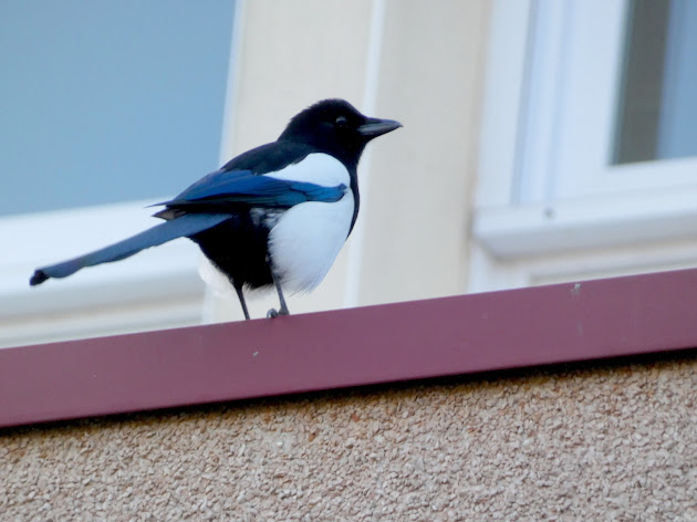 Oiseau : pie